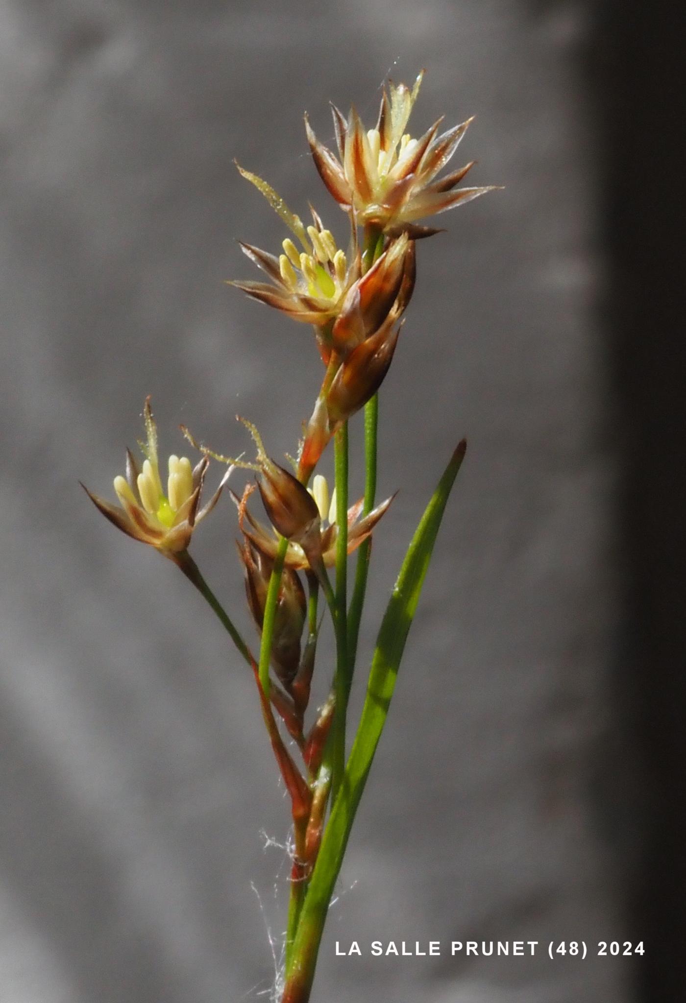 Woodrush, Heath flower